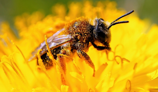 Biene auf gelber Blüte, Detail