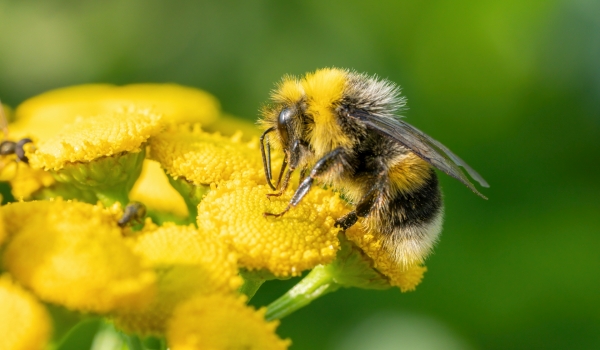 Detailaufnahme: Biene auf gelber Blüte